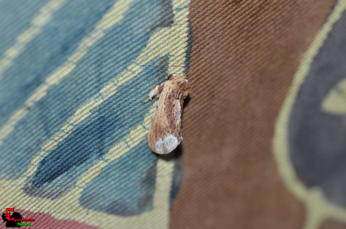 Ptilodon cucullina conferma